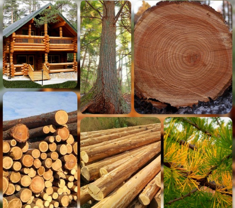 Где и как в строительстве используется древесина