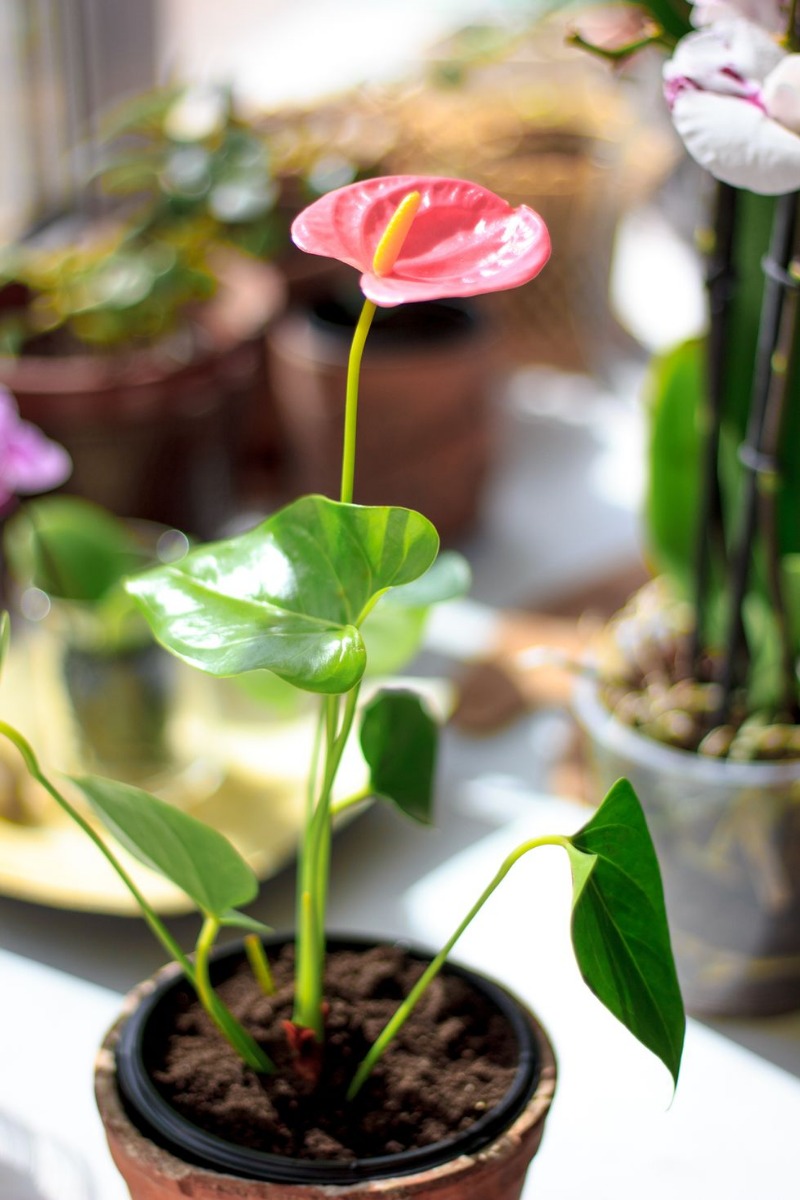 25 лучших комнатных растений, которые оживят ваш дом - изображение 15