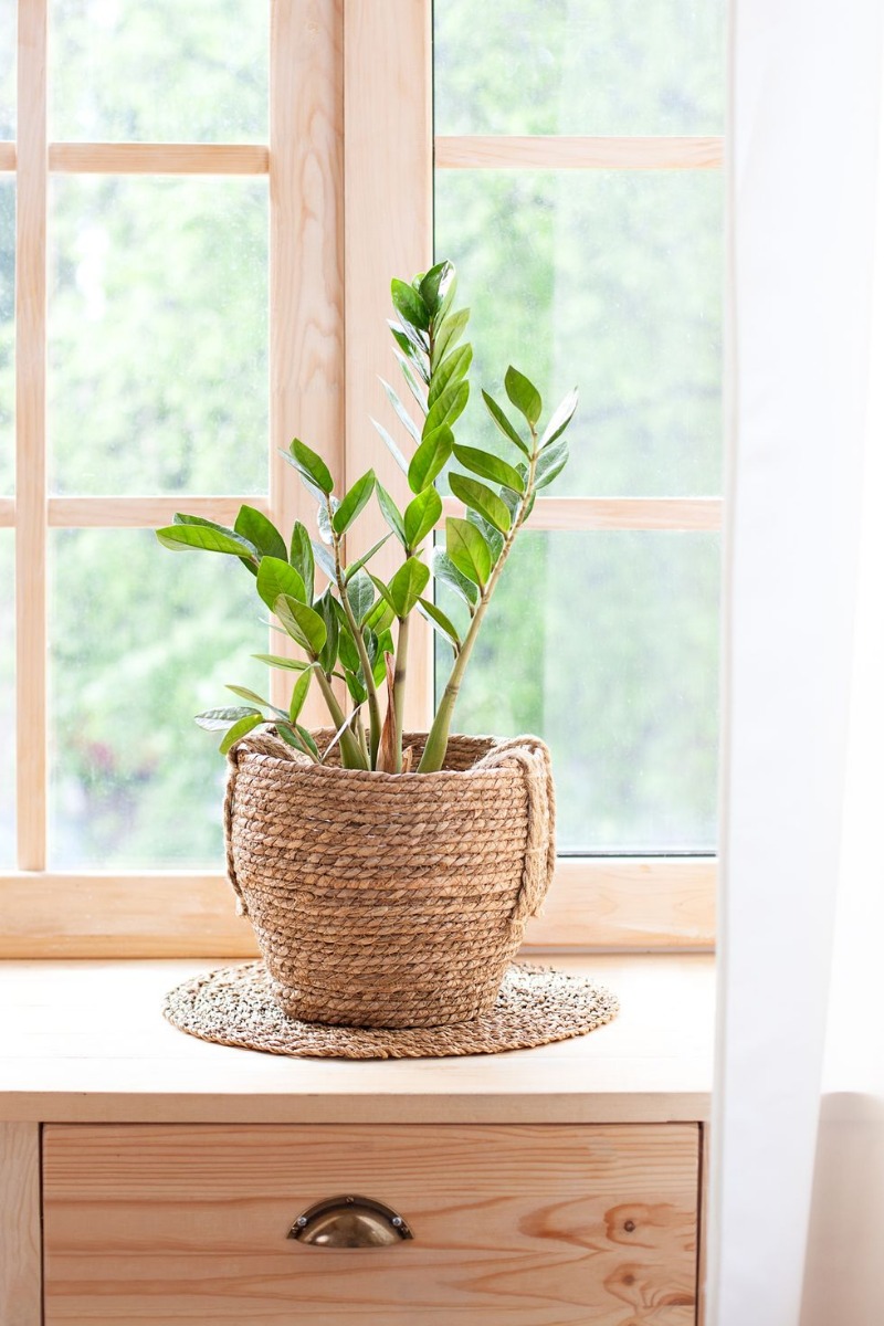 25 лучших комнатных растений, которые оживят ваш дом - изображение 9